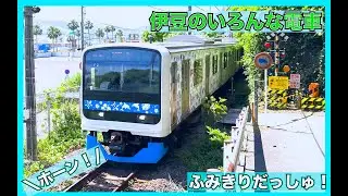 【電車・ホーン】ふみきり【絶景！伊豆急行撮影の旅】に185系といろんなでんしゃ特集！連結　東急　JR　サフィール踊り子　8000系　E257　リゾート21　海　train  railway 伊豆急行線