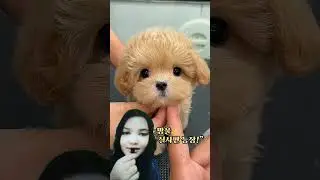 anjing lucu potong rambut😹‼️ #dog #puppy #cutedog #pudel #anjinglucu #petlover