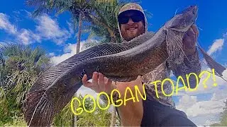 Does the Googan TOAD Catch BIG Bullseye Snakehead??!? Lure Review (South Florida)