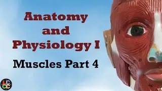 Lower Limb Muscles