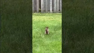 Wild Rabbit Nose & Ear Twitches #wildrabbit #rabbit #backyardwildlife