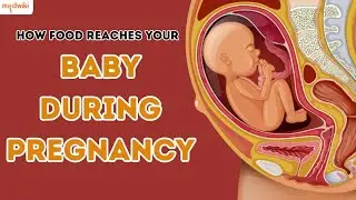 How food reaches your baby during pregnancy?