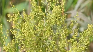 Полынь горькая или горькая полынь &ndash; лучшее лекарство от рака