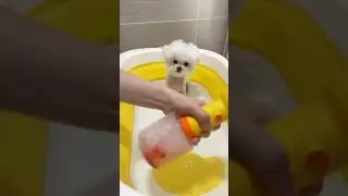 Happy bathing, happy life🫧 #dogbath #bathtime #cute #puppy #bathday