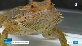 Une ferme insolite dans le Tarn : une ferme aux insectes imagin&eacute;e par Amandine
