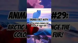 Animal Fact #29: Arctic Foxes Change The Color Of Their Fur!