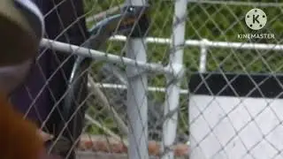 It&rsquo;s Funny When Milkshake Monkey Hits His Head on the Bell!
