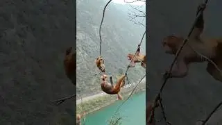 Monkey Rescue on a Cliff! 🐒😱 Nature's Real-Life Acrobatics! #shorts #shortsfeed #trending shorts