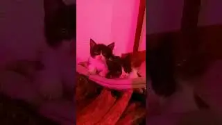 Charming Furballs Find Respite on the Timber Crate #kittens #restingcats #adorablepets