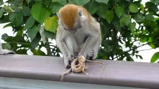 Woodlands Waterfront monkey n lizard