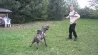 Xena de la Arena: Arne Pohlmeyer Perro de Dogo Presa Canario AVD e.V.