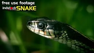 indstock free footage nocopyright-animal-snake-ular-FullHD video