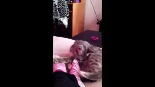 Kitty loves feet :)
