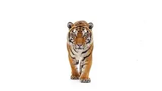 🐯 Realistic Tiger Soft Toy | Premium Plush by PTC Toys