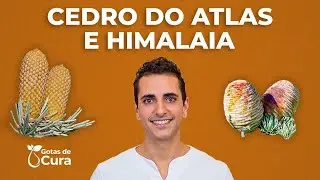 Conhe&ccedil;a o &oacute;leo de Cedro