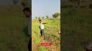 मोठ की खेती #मोठ की कटाई #shorts video #youtube shorts #moth farming
