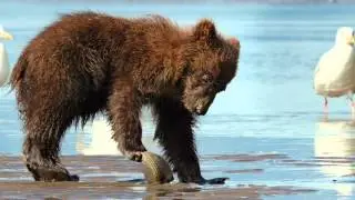 BEARS - Digging Up Clams