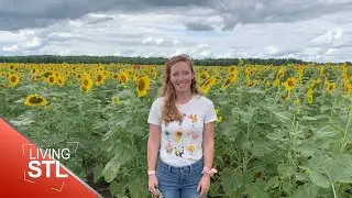 Sunflower Fields at Columbia Bottom | Living St. Louis