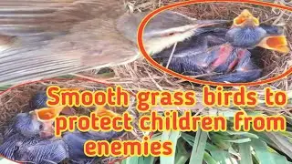 Smooth grass birds to protect children from enemies,#Animals  Birds Nest