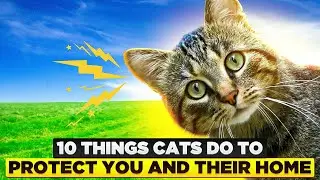 10 Things Cats Do To Protect You And Their Home