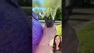 Пижама из носков спасает жизнь крошечному котенку 🥺 #шорты #кот