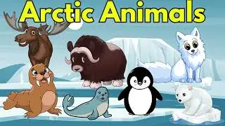 Arctic Animals for Kids - Arctic Animal for Children to Learn | Snow Animals & Polar Animals