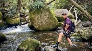 Trout Fishing In The Tanjil River 