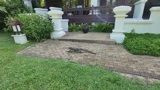 Resident Biawak Water Monitor Lizard of Tanjong Jara Resort Dungun Terengganu