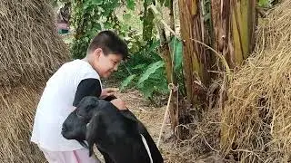 #Goat #Pet #2025
