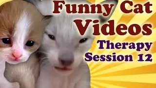 Cute Kittens: Cute Kitten Vines of Furry Little Kittens, Funny Cat Videos Therapy 12
