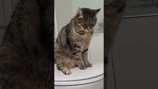 Maui cat is live!