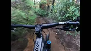 Box Of Birds DH Line Grade 5