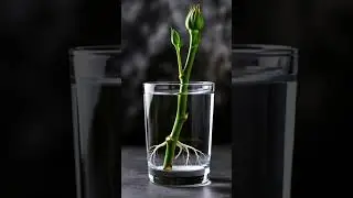 Rose Growing Timelapse 🌹 | From Cutting to Full Bloom | NatureBloom AI