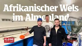 Wo im Almenland afrikanische Welse ihre Runden ziehen