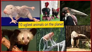 Top 10 the ugliest animals on the planet and their habitat
