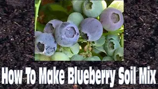 How To Make Blueberry Soil Mix      #blueberries #homegardening #growyourownfood #blueberriesarelife