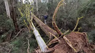 This MASSIVE TREE fell over after a big storm!. Tasmania | Australia.