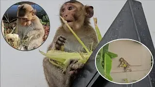 Обезьяна Наху крадет кукурузу из сада, чтобы съесть ее.