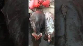 20,000 Pounds of Fish on ONE ship