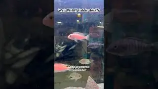 ❤️ #arowana  #aquarium #fishkeeping #aquascape #viral #fishshorts #trending #guppyfish #breeding #og