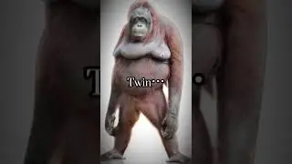 Chunky Monkey Twins