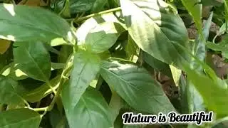 NATURAL BLOOD TONIC