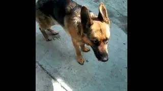 #PastorAleman // Crixuss Von der Kaiser (11 meses)