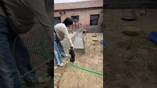 Caring for Chickens in the Backyard | Poultry Care Routine #chicken #pets #poultryfarming