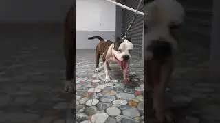 AMERICAN BULLY BRINDLE| JBully