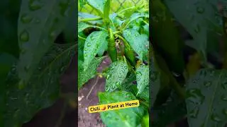 Chili 🌶️ plant at USA Home #trendingshorts #trendingvideo #chiliplants #usashorts #gardening #plant