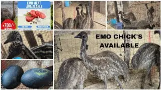 EMO CHICK'S AVAILABLE LAST BATCH OF THIS SEASON EMO MEAT ALSO AVAILABLE CONT:7993776631