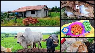 🌱ROTINA NA ROÇA : A obra andando🏠, bezerro novo🐮 e colheita do dia🍅🫛🥚🥒 #vidanaroça 