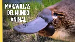 Vida Salvaje: De la Garza al Hipop&oacute;tamo