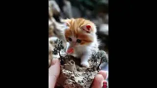 Cute kittens warm the world #cute #cuteanimals #cutecats #adorablekittens